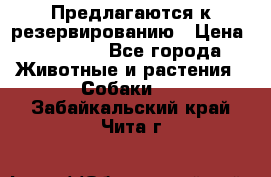 Предлагаются к резервированию › Цена ­ 16 000 - Все города Животные и растения » Собаки   . Забайкальский край,Чита г.